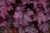 rex-purple_heuchera_73068_14.jpg
