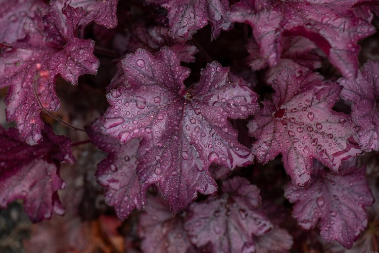 rex-purple_heuchera_73068_14.jpg