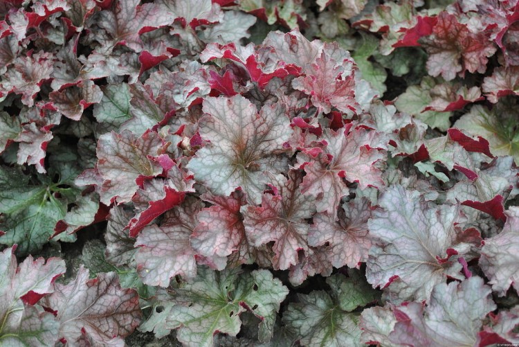 rex-purple_heuchera_73068_7.jpg