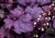 rex-purple_heuchera_73068_3.jpg