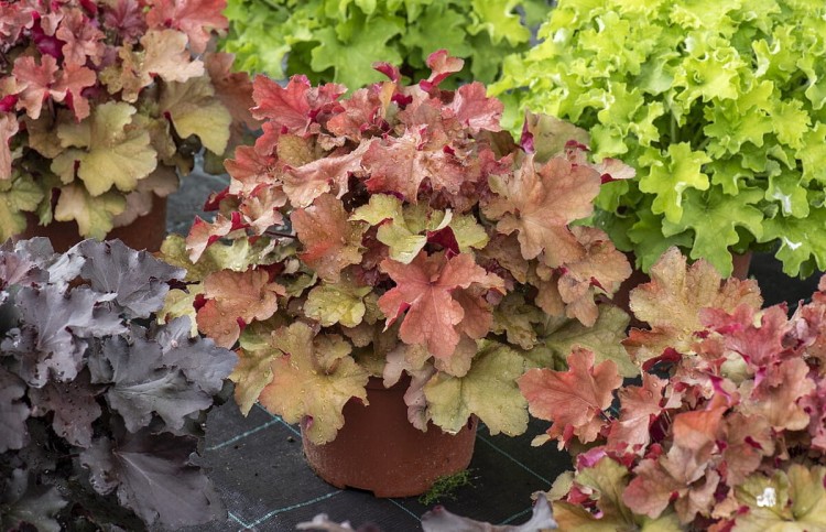 rex-dark-amber_heuchera_73045_2.jpg