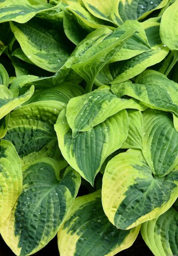wide-brim_hosta_73825_3.jpg