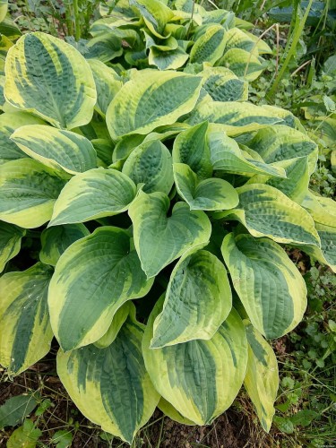 wide-brim_hosta_73825_1.jpg