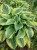 wide-brim_hosta_73825_1.jpg