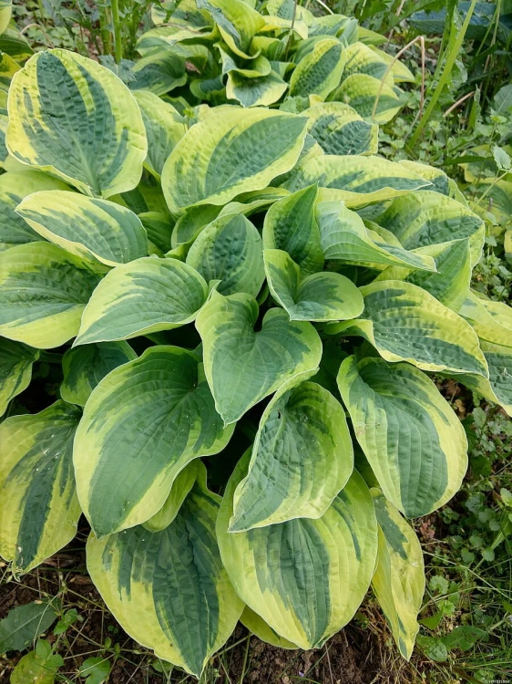 wide-brim_hosta_73825_1.jpg