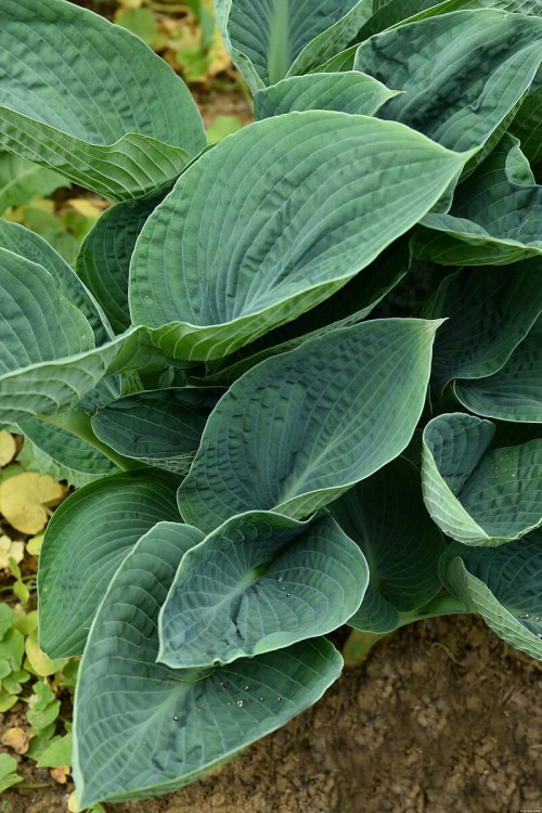 big-daddy_hosta_73884_4.jpg