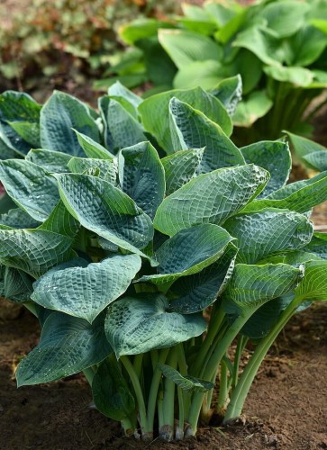 big-daddy_hosta_73884_2.jpg