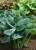big-daddy_hosta_73884_2.jpg