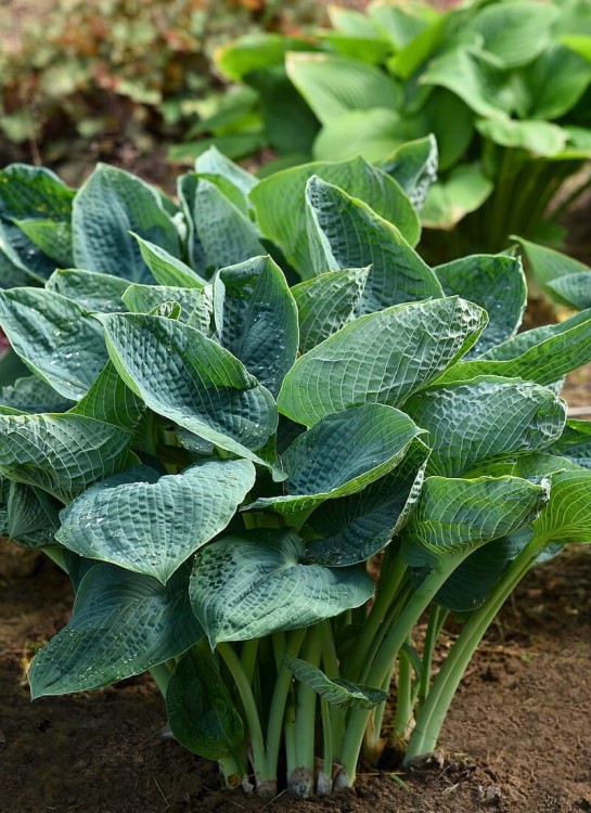 big-daddy_hosta_73884_2.jpg