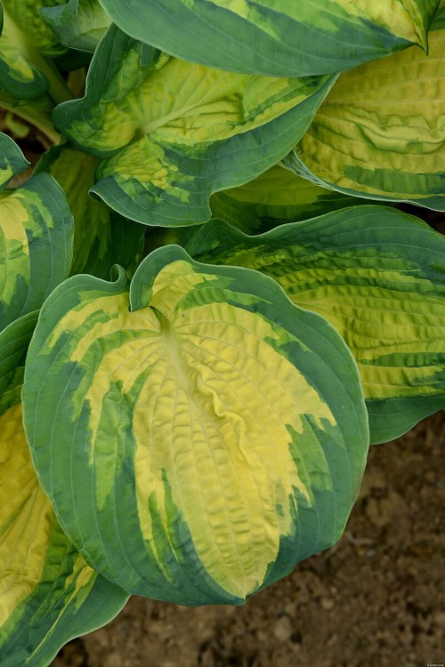 great-expectations_hosta_73809_2.jpg
