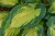 great-expectations_hosta_73809_1.jpg