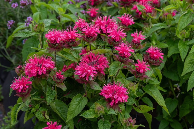 pink-lace-_monarda-hybrida_79242_5.jpg