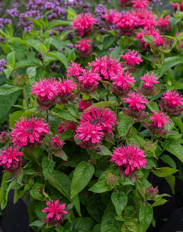 pink-lace-_monarda-hybrida_79242_4.jpg