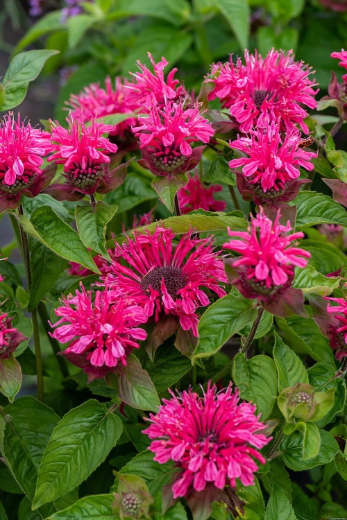 pink-lace-_monarda-hybrida_79242_3.jpg