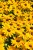 smileyz-big-luck_rudbeckia-hirta_72977_5.jpg