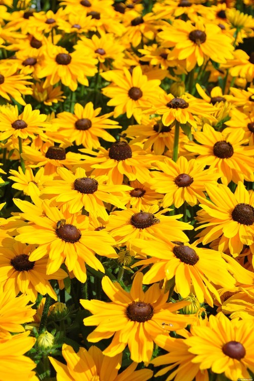 smileyz-big-luck_rudbeckia-hirta_72977_5.jpg