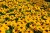 smileyz-big-luck_rudbeckia-hirta_72977_4.jpg