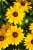 smileyz-big-luck_rudbeckia-hirta_72977_3.jpg