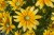 smileyz-lemon_rudbeckia-hirta_72952_3.jpg