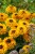 smileyz-double-kissing_rudbeckia-hirta_76430_4.jpg