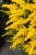 golden-dwarf_solidago-hybrida_73984_2.jpg
