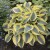 byliny-i-trawy_hosta-funkia_73879_2.jpg