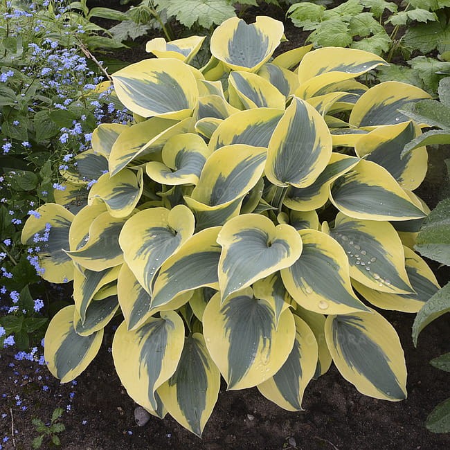byliny-i-trawy_hosta-funkia_73879_2.jpg