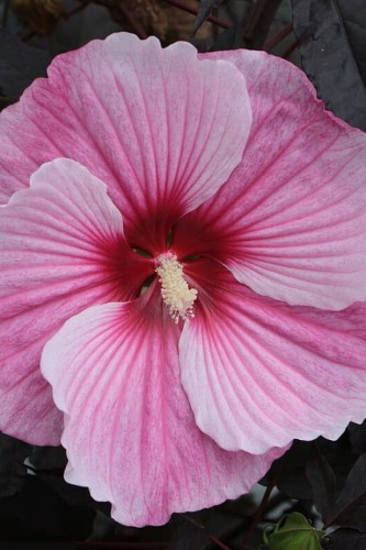 starry-night_hibiscus-hybrida_79197_1.jpg