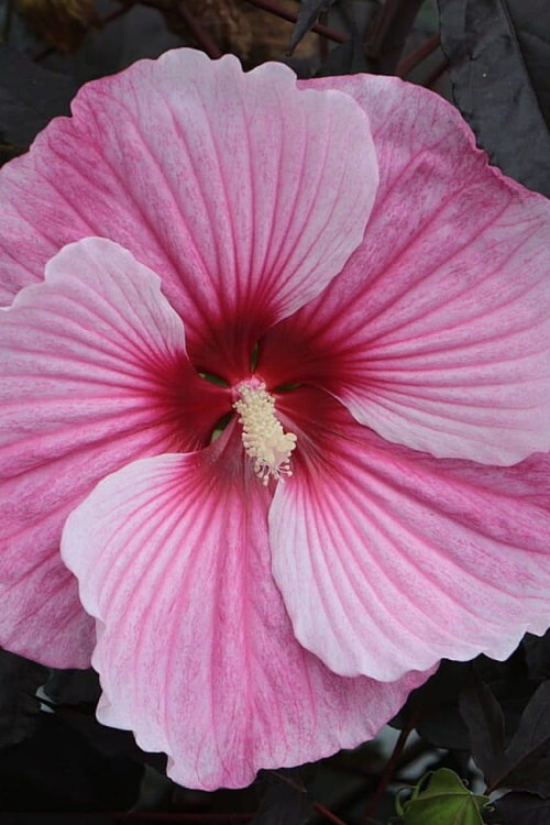 starry-night_hibiscus-hybrida_79197_1.jpg