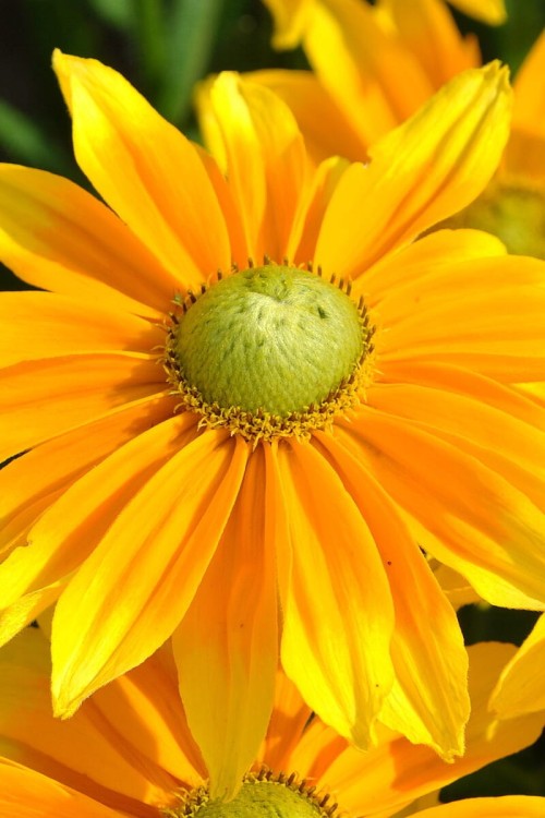 smileyz-lemon_rudbeckia-hirta_72952_1.jpg
