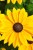 smileyz-big-luck_rudbeckia-hirta_72977_1.jpg