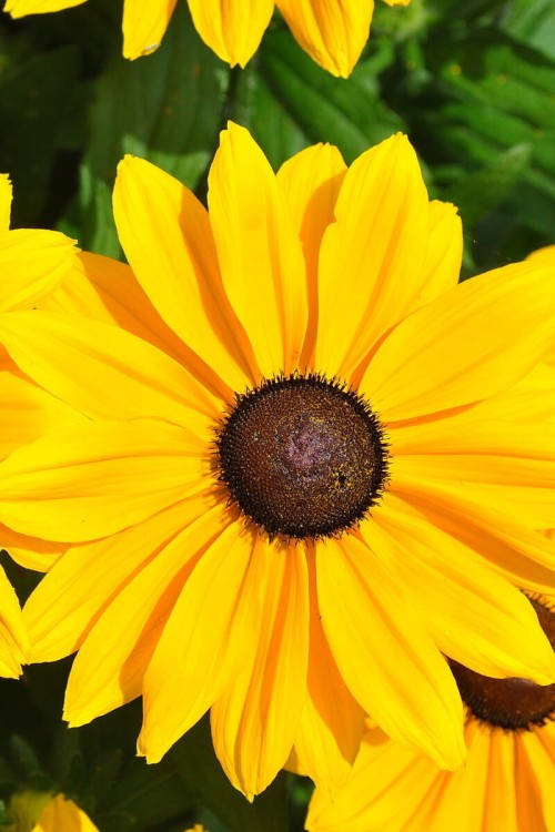 smileyz-big-luck_rudbeckia-hirta_72977_1.jpg