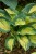 great-expectations_hosta_73809_3.jpg