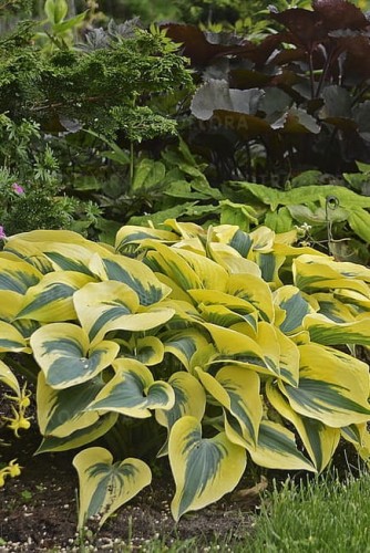 byliny-i-trawy_hosta-funkia_73879_3.jpg