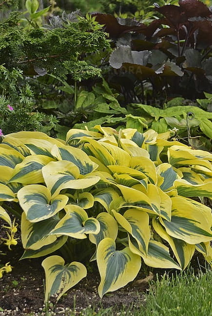 byliny-i-trawy_hosta-funkia_73879_3.jpg