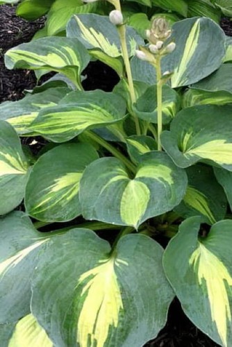 hosta-dream-queen_1.jpg
