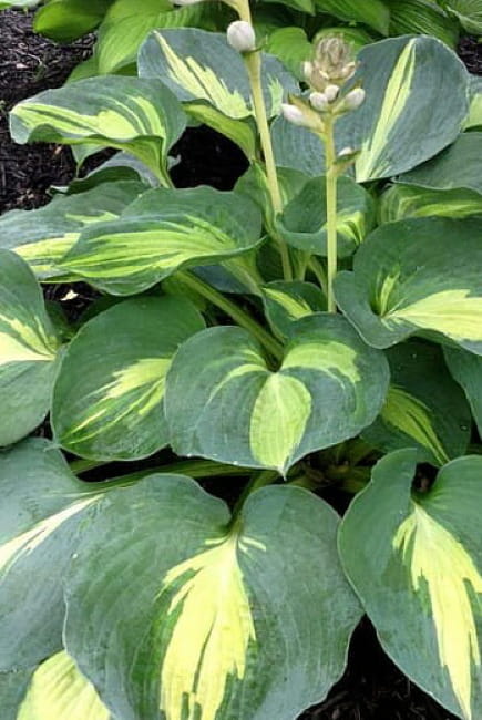 hosta-dream-queen_1.jpg