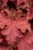 rex-dark-amber_heuchera_73045_10.jpg