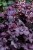 rex-purple_heuchera_73068_2.jpg