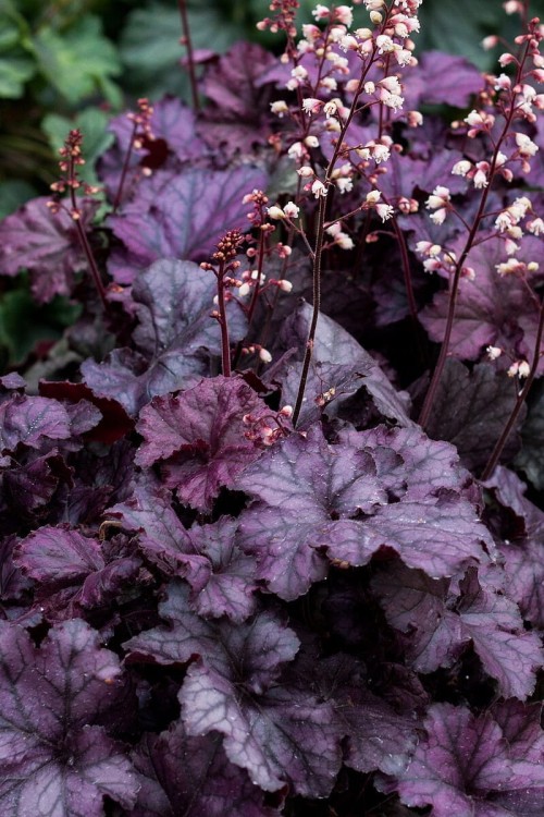 rex-purple_heuchera_73068_2.jpg