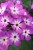 flame-pro-purple_phlox-paniculata_76314_3.jpg