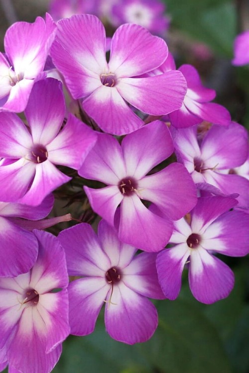 flame-pro-purple_phlox-paniculata_76314_3.jpg