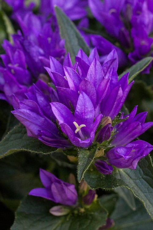 genti-blue_campanula-glomerata_72262_3.jpg