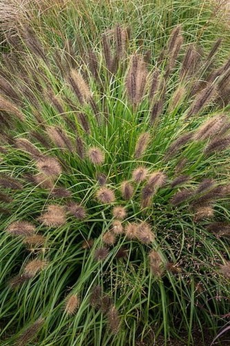 red-head_pennisetum-alopecuroides_74142_1.jpg