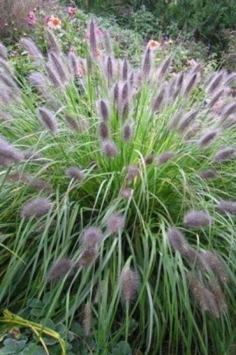 viridescens_pennisetum-alopecuroides_74120_1.jpg