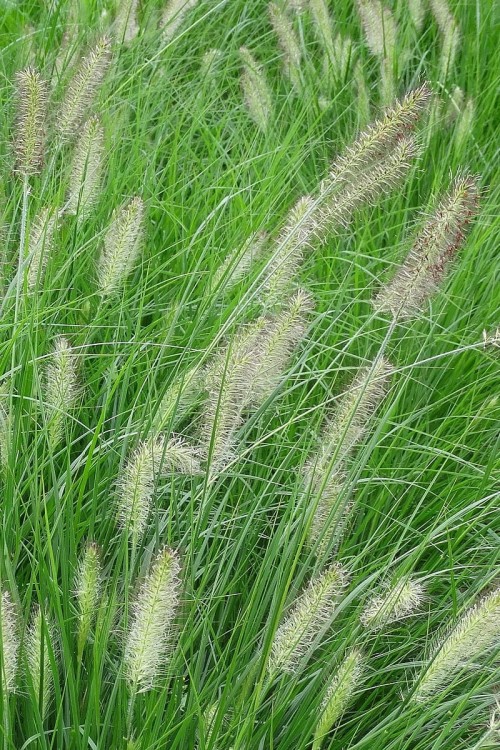 hameln_pennisetum-alopecuroides_79719_1.jpg