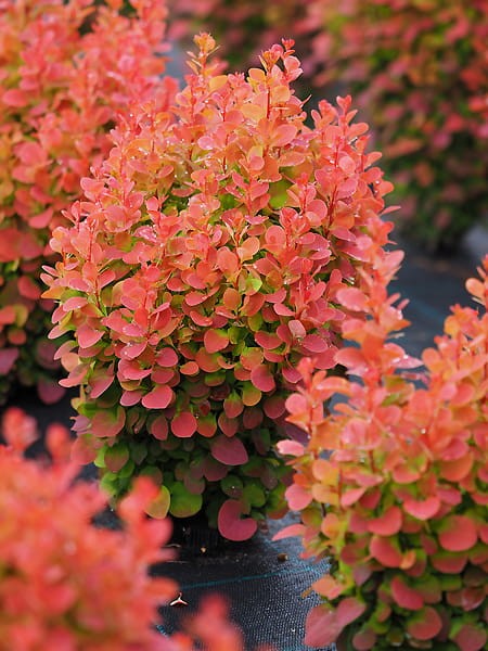 Berberis th.Florence.jpg