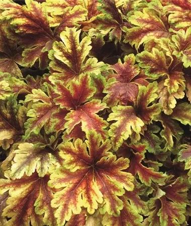 HEU_GoldZebra_449210-r1-380x450-proportionalsmallest (1).webp