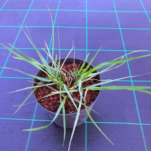 Zdjęcie WhatsApp 2025-06-06 o 22.56.18_9c0c8965.jpg