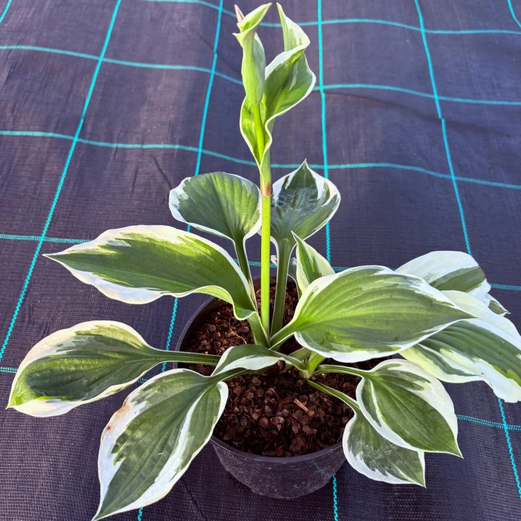 Zdjęcie WhatsApp 2025-06-23 o 23.13.15_b2696e05.jpg